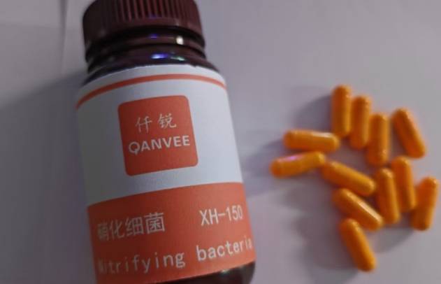 仟锐QANVEE Nitrifying bacteria